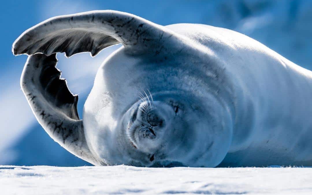 Crabeater Seal Wildlife In Antarctica