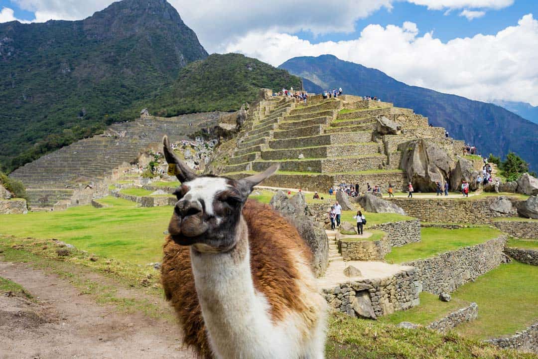 Llama Machu Picchu Cusco Sacred Valley 5 Days