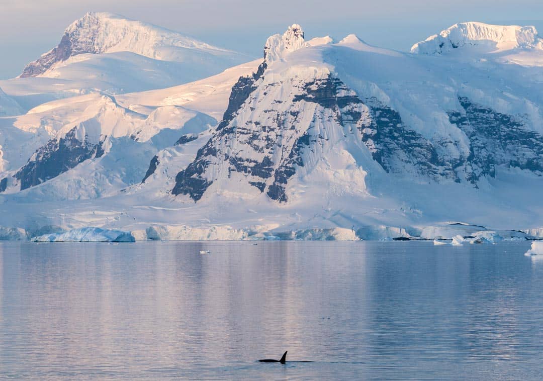 Orca Wildlife In Antarctica