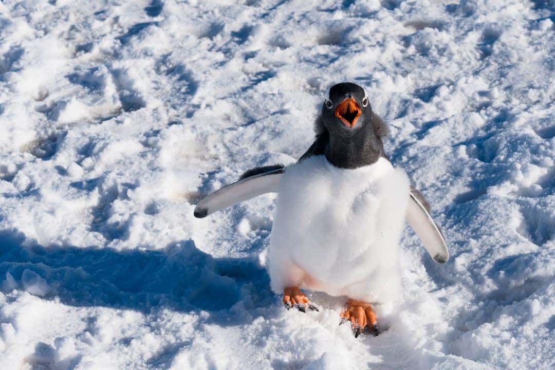 Gentoo Penguin Chick Wildlife Encounters In Antarctica