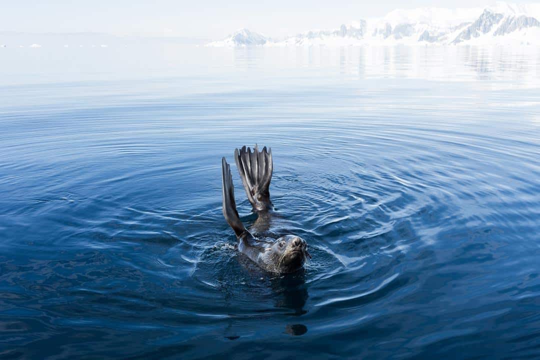 Seal Wildlife In Antarctica