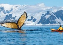 Incredible Encounters With The Wildlife In Antarctica