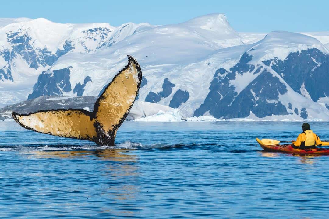 Humpback Kayaker Wildlife In Antarctica