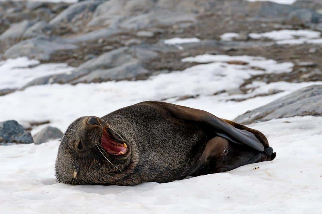 Sea Lion Yawning Wildlife In Antarctica