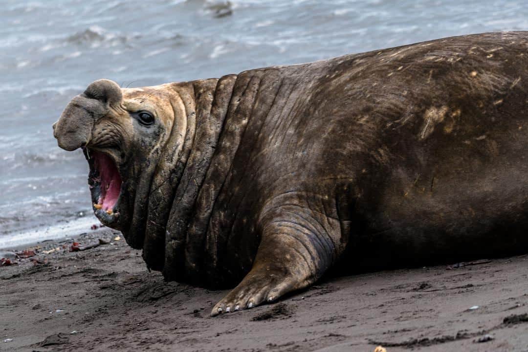 Elephant Seal Wildlife In Antarctica