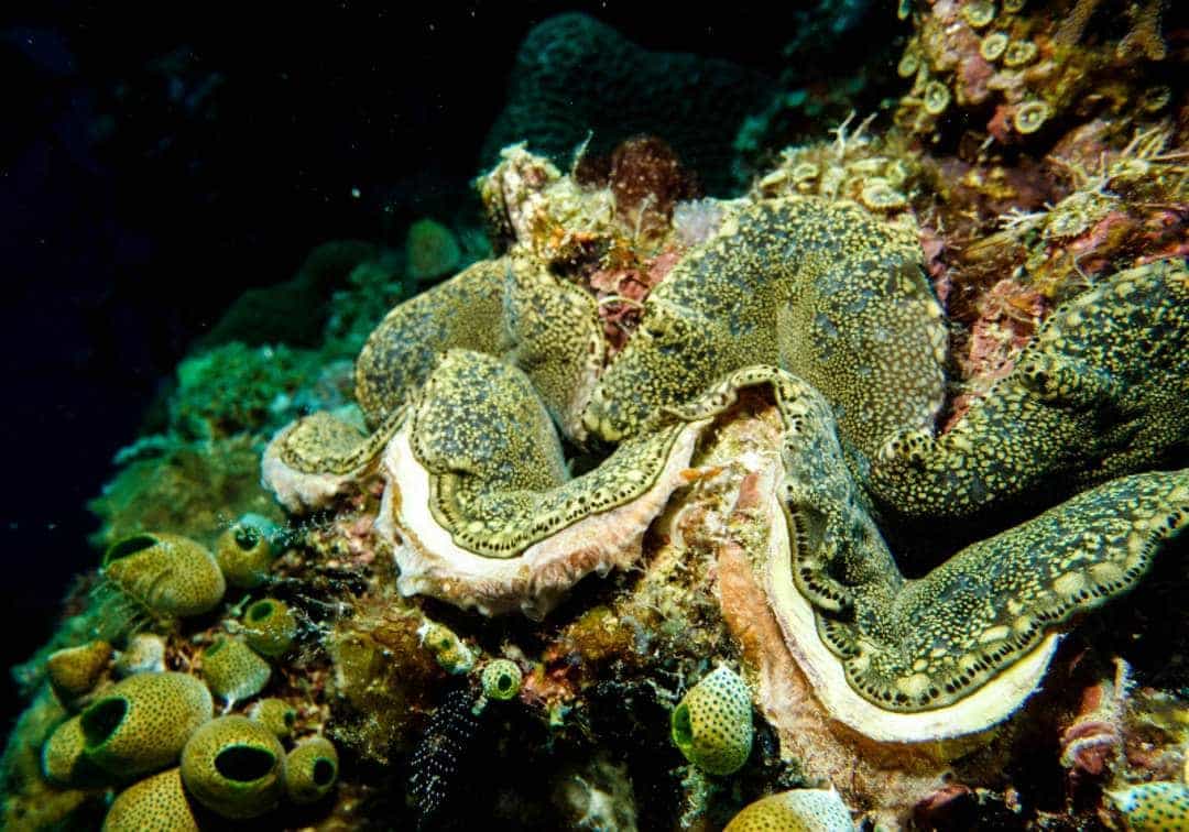 Beautiful Coral Scuba Diving In Maumere