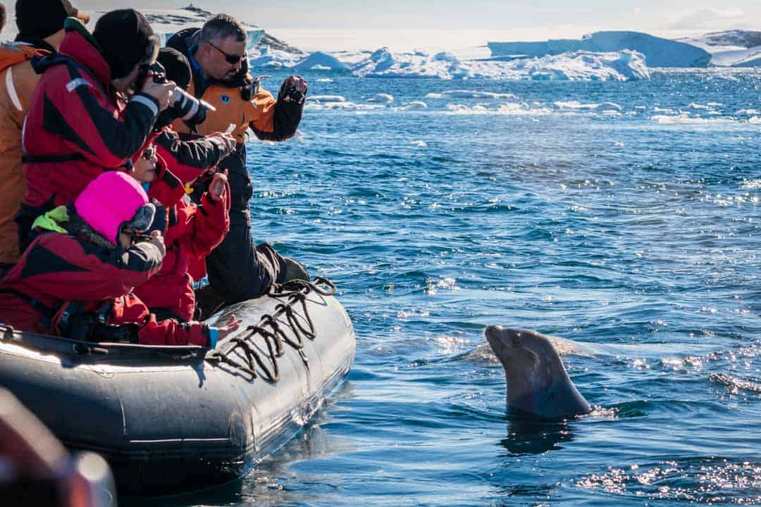 Crabeater Seal What To Wear In Antarctica