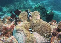 Scuba Diving In Maumere, Indonesia