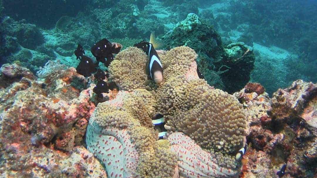 Colourful Marine Life And Corals In Maumere, Indonesia