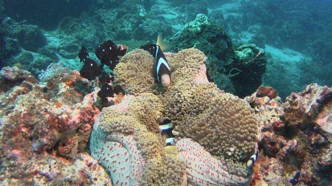 Colourful Marine Life Scuba Diving In Maumere