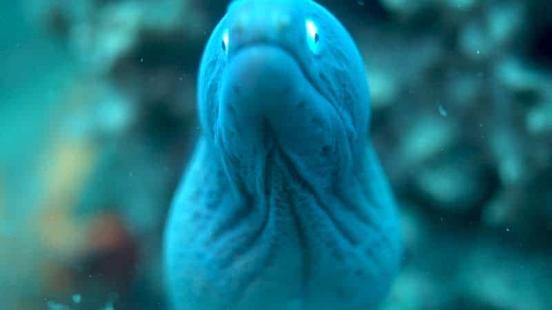 Eel Scuba Diving In Maumere