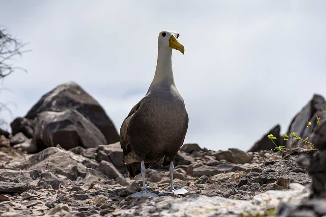 Albatross Galapagos Islands Pictures