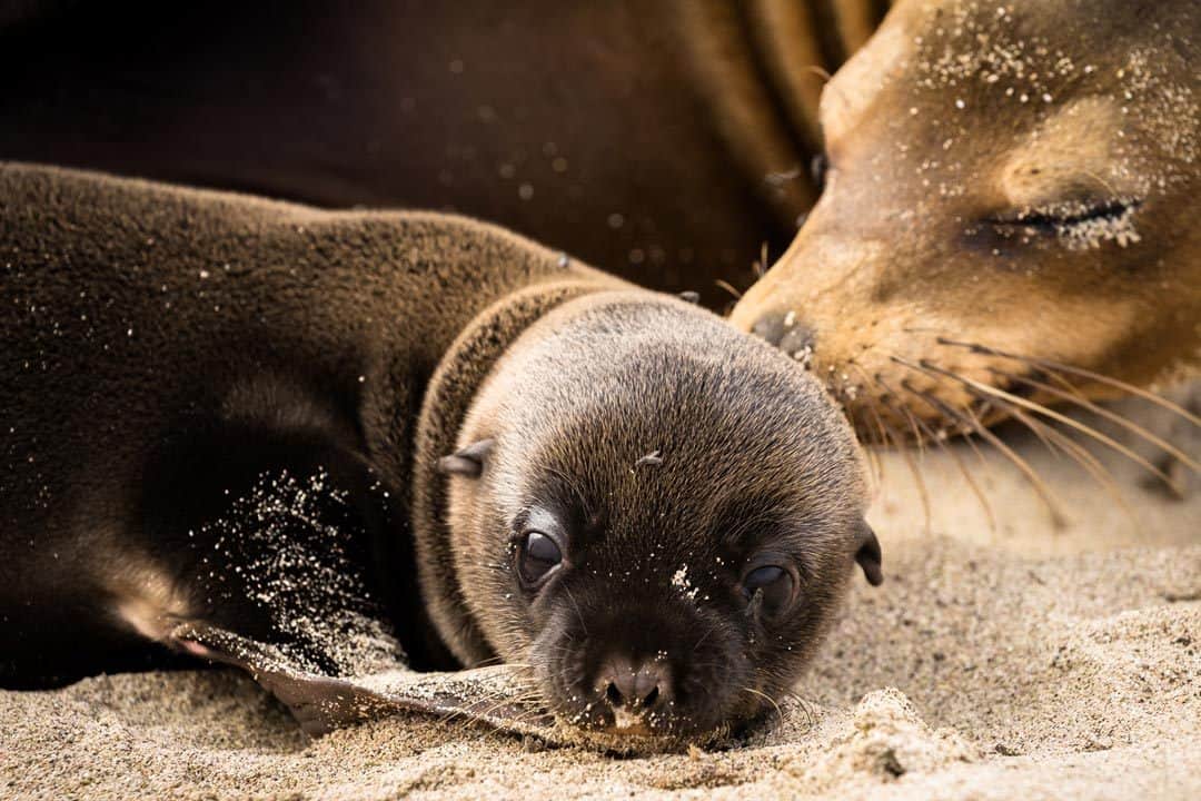 Espanola Island Baby Sea Lion Galapagos Islands Pictures