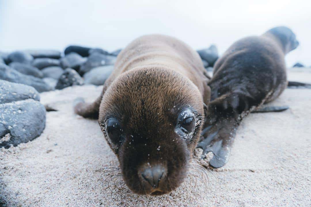 Baby Sea Lion Galapagos Islands Pictures