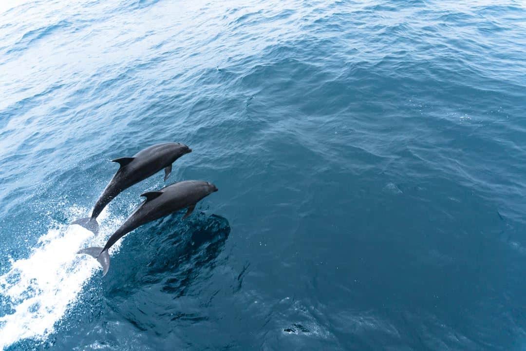 Bottlenose Dolphins Galapagos Islands Pictures