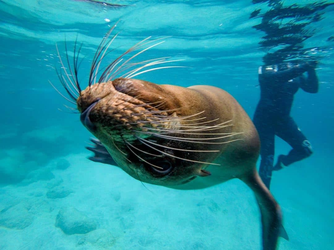 Sea Lion Gopro Galapagos Islands Pictures