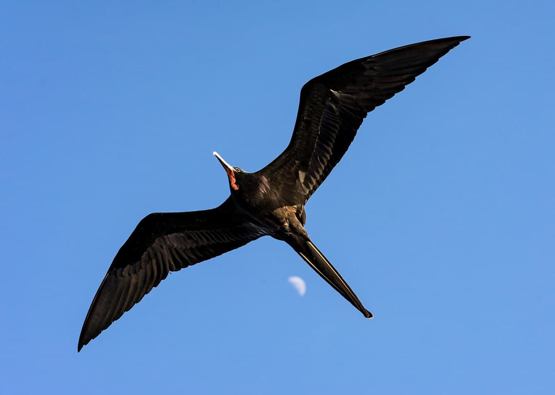 Magnificent Frigatebird Galapagos Islands Pictures