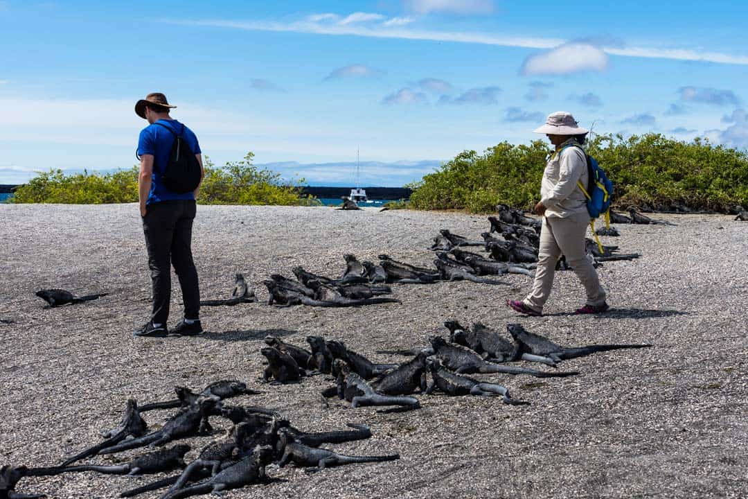 Marine Iguanas Galapagos Islands Pictures