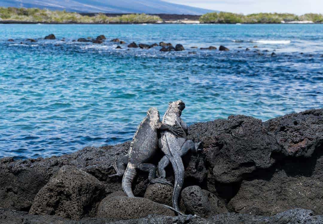 Marine Iguanas Galapagos Islands Pictures