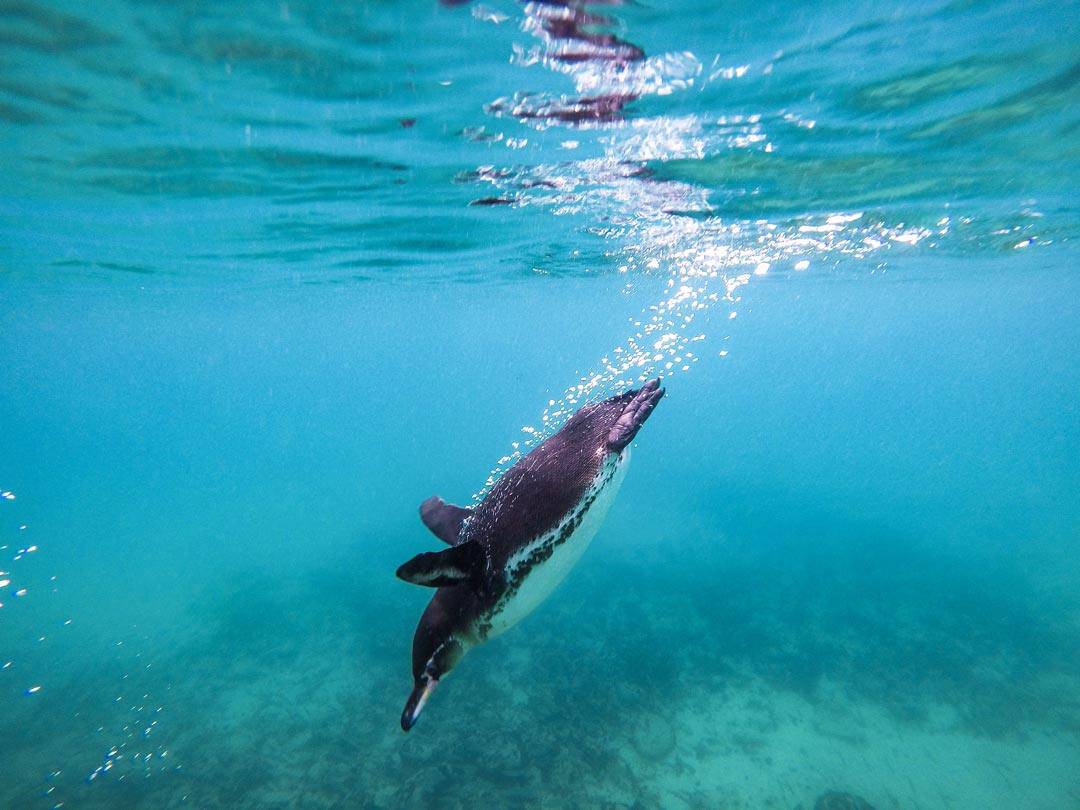 Swimming With Penguins Galapagos Islands Pictures