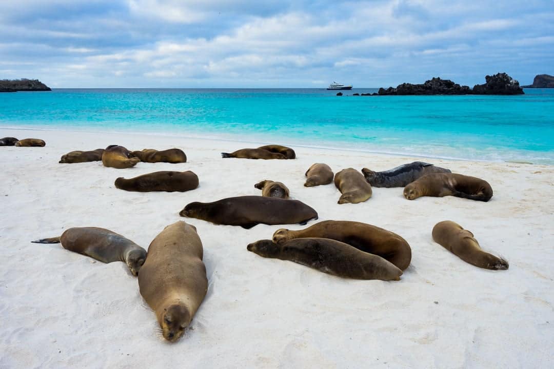 Sea Lions Galapagos Islands Pictures