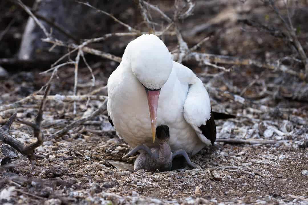 Nazca Booby Baby Galapagos Islands Pictures