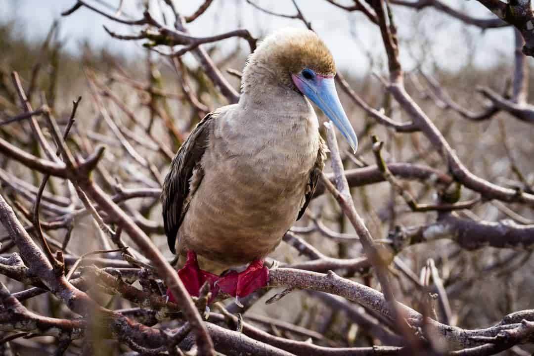 Red Footed Booby Galapagos Islands Pictures