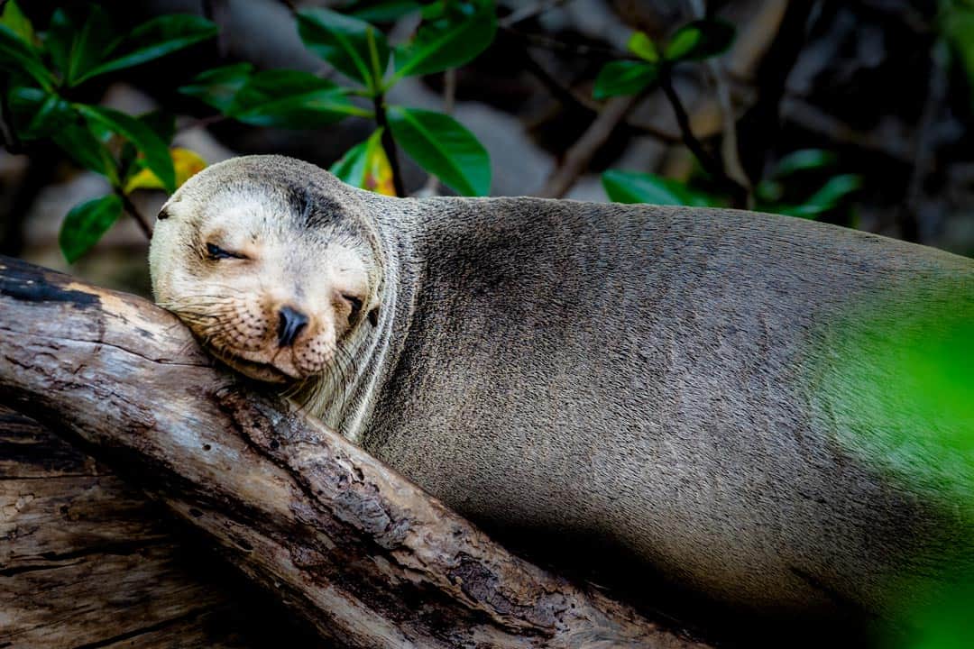 Isabella Sea Lion In Tree Galapagos Islands Pictures