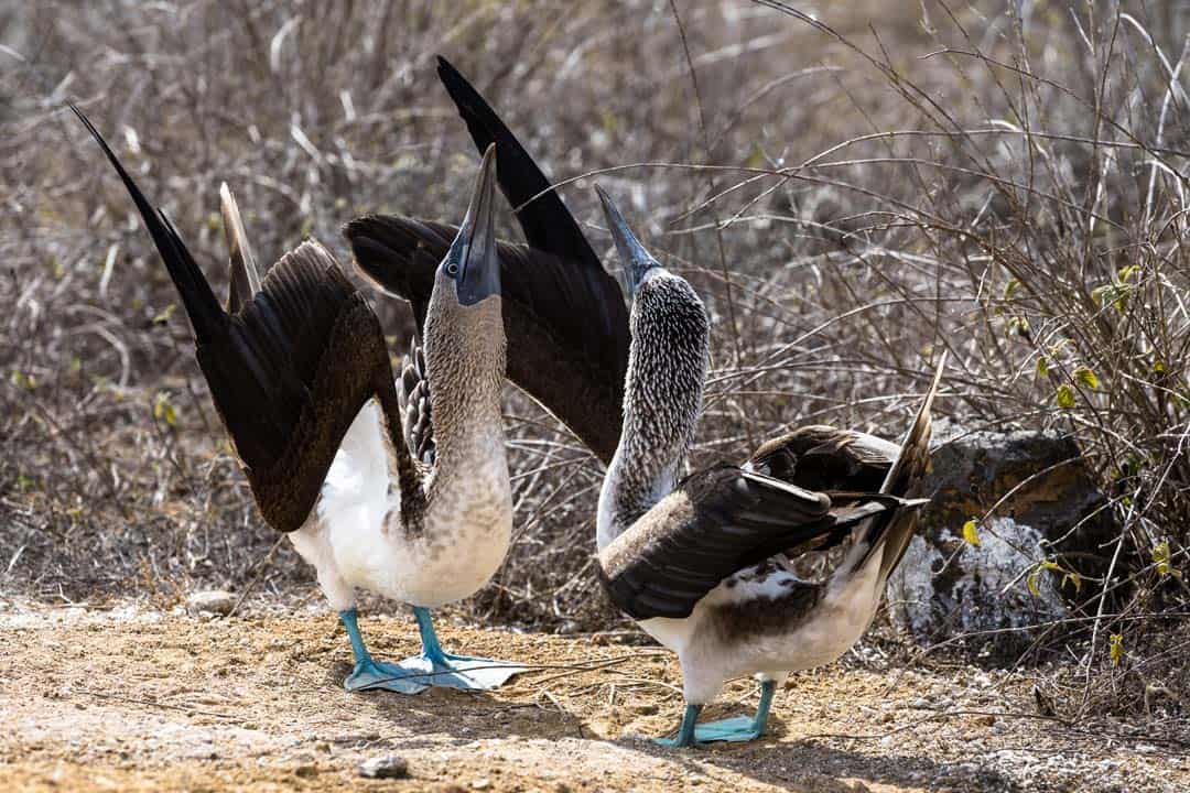 Blue Footed Boobies Dancing Galapagos Islands Pictures