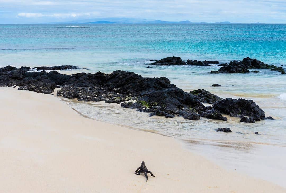 Santa Cruz Marine Iguana Galapagos Islands Pictures