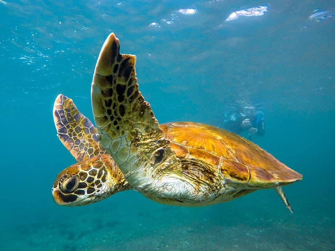 Sea Turtles Galapagos Islands Pictures