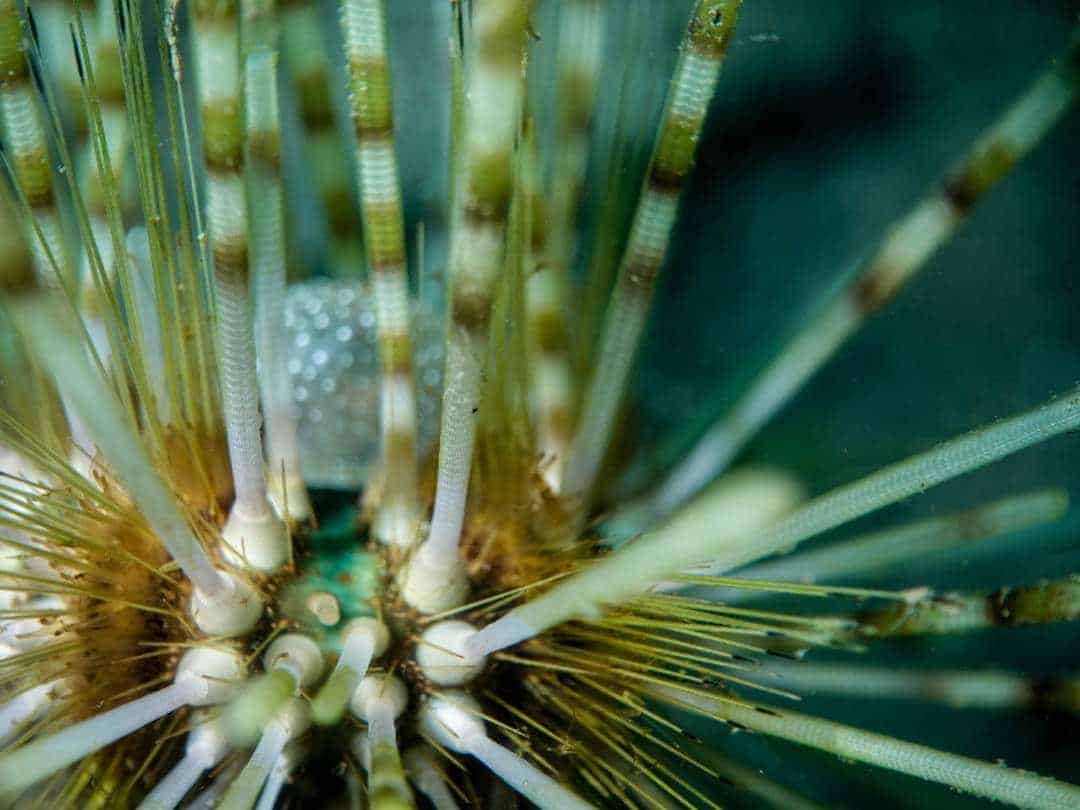 Scuba Diving Sights In Maumere, Indonesia