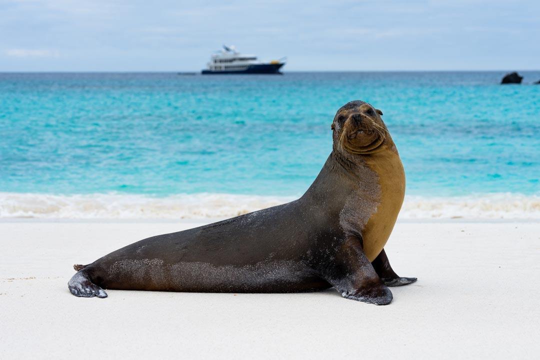 Sea Lion Origin Galapagos Islands Pictures