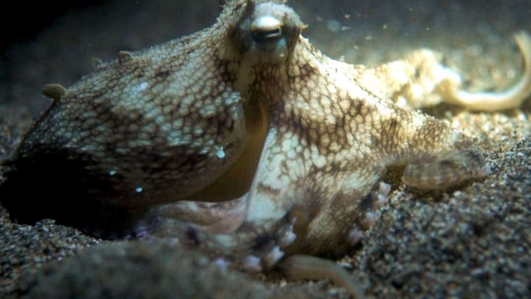 Underwater Life Scuba Diving In Maumere