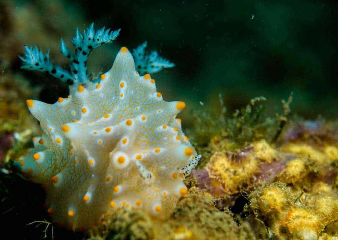 Vivid Marine Life In Maumere, Indonesia