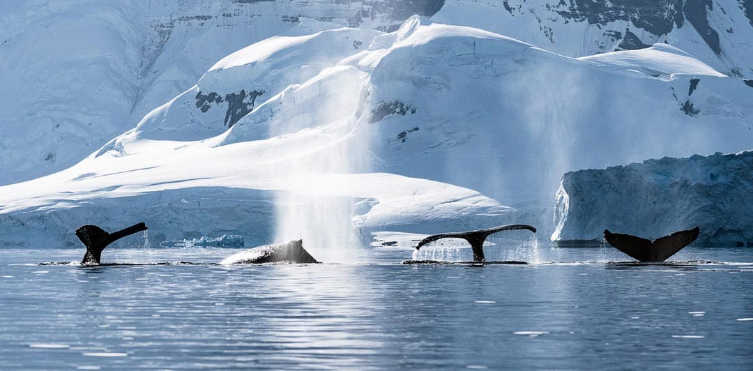 From kayaking amongst whales to swimming inward the caldera of an active volcano 17 Awesome Things to Do inward Antarctica (2019 Edition)