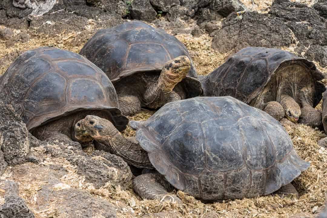 Tortoises Charles Darwin Research Station Letty Galapagos Islands Ecoventura Itinerary B Review