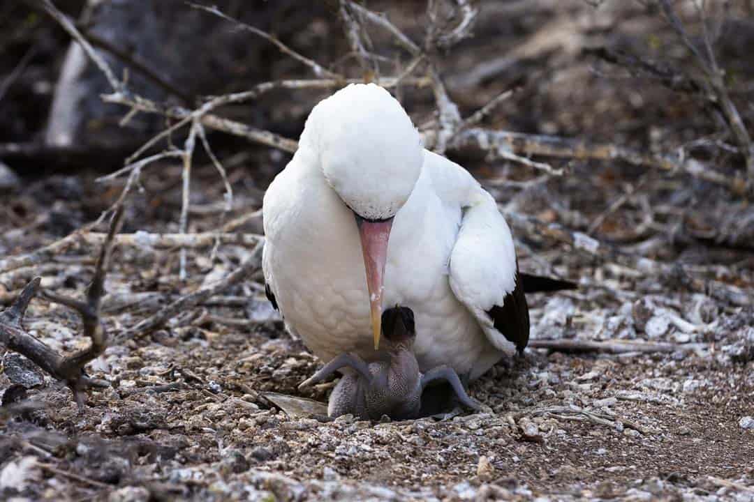 Nazca Booby Baby Letty Galapagos Islands Ecoventura Itinerary B Review