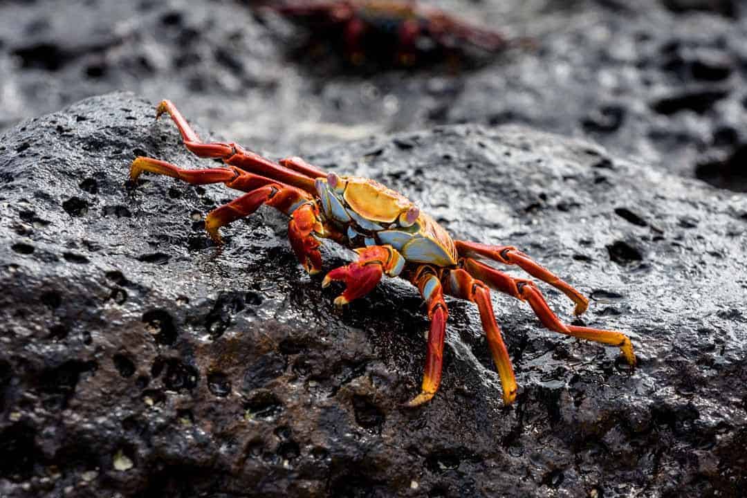 Red Crab Letty Galapagos Islands Ecoventura Itinerary B Review