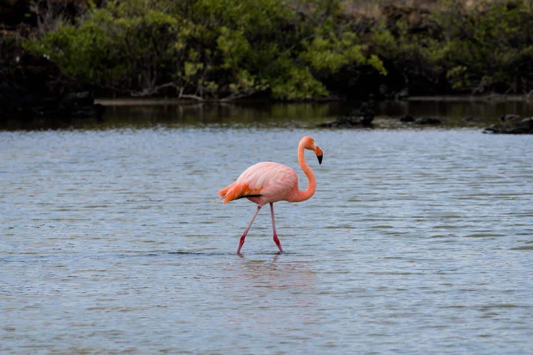 Pink Flamingo Letty Galapagos Islands Ecoventura Itinerary B Review
