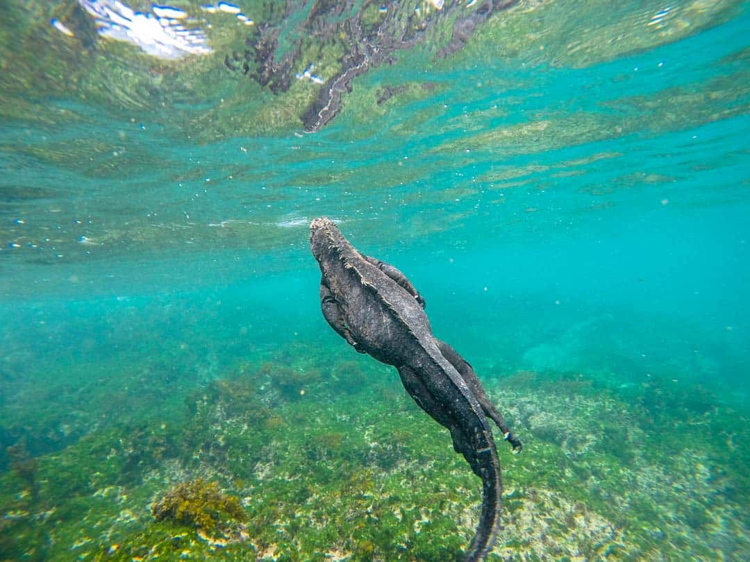 Marine Iguana Swimming Letty Galapagos Islands Ecoventura Itinerary B Review