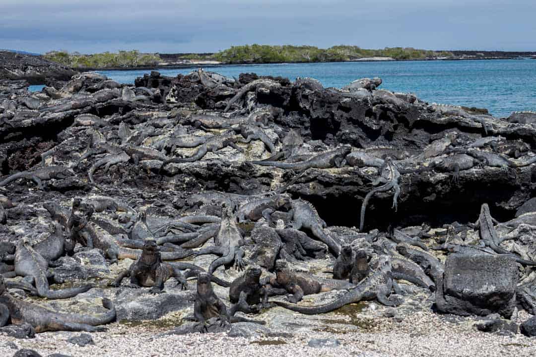 Marine Iguanas Fernandina Letty Galapagos Islands Ecoventura Itinerary B Review