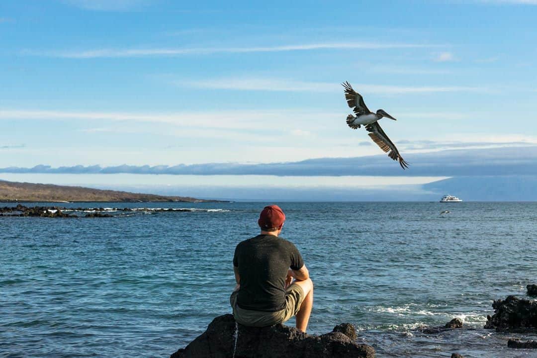 Pelicans Flying Letty Galapagos Islands Ecoventura Itinerary B Review