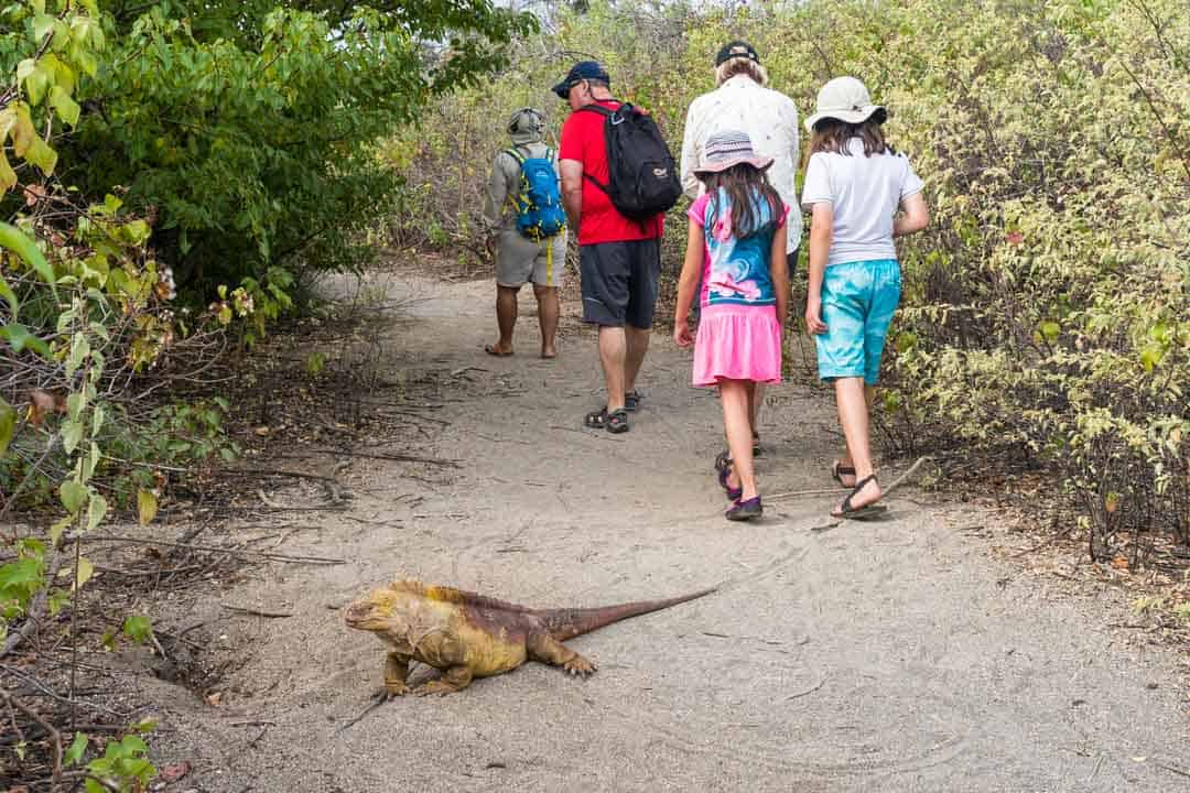 Land Iguana Path Letty Galapagos Islands Ecoventura Itinerary B Review