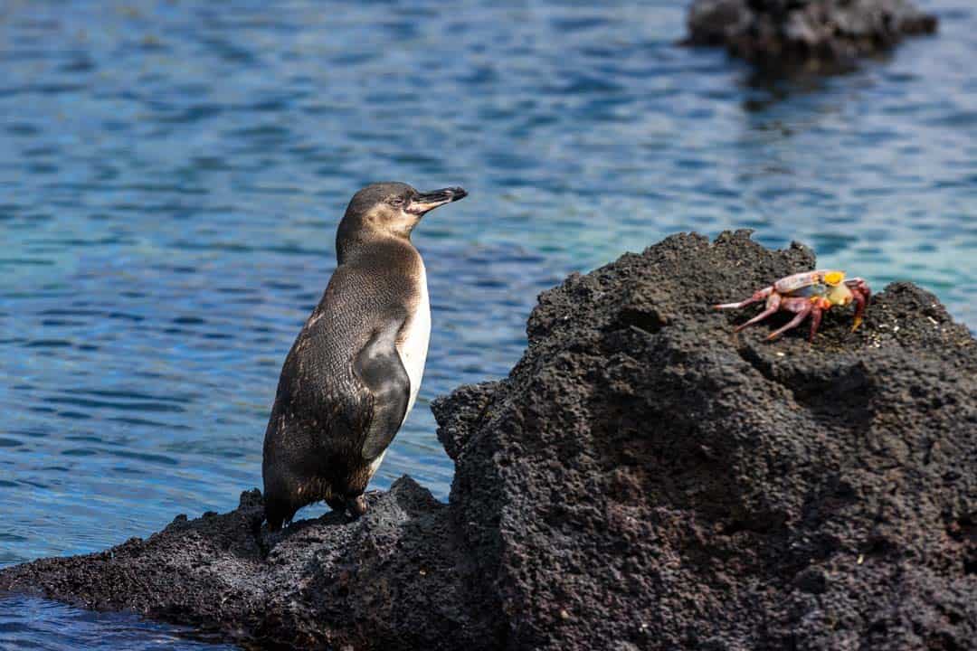 Penguin Letty Galapagos Islands Ecoventura Itinerary B Review