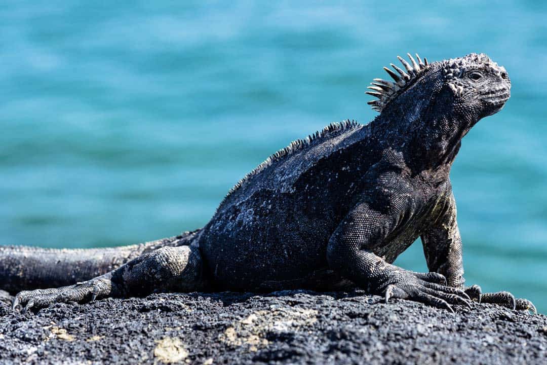 Letty Galapagos Islands Ecoventura Itinerary B Review