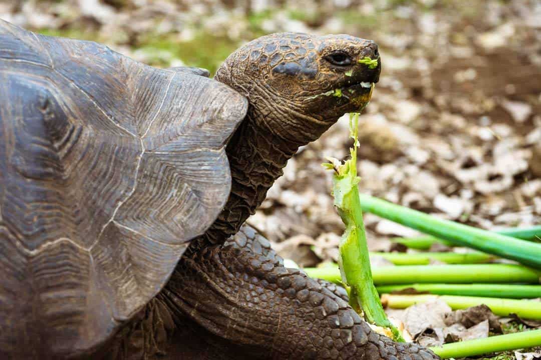 Giant Tortoise San Cristobal Letty Galapagos Islands Ecoventura Itinerary B Review