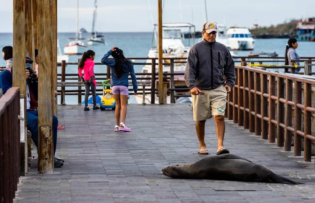 Sea Lion San Cristobal Letty Galapagos Islands Ecoventura Itinerary B Review