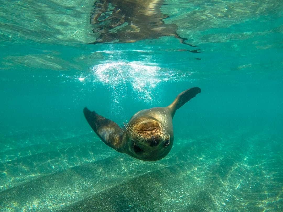 Sea Lion Snorkelling Letty Galapagos Islands Ecoventura Itinerary B Review