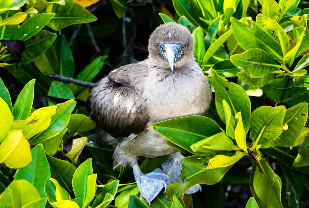 Blue Footed Booby Letty Galapagos Islands Ecoventura Itinerary B Review